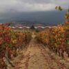 Spainish Wine Tour