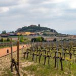 Vineyards in La Rioja Alavesa. 